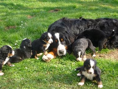 Appartement de vacances /en/au St.Kanzian (Unterkrnten)ou appartement ou maison de vacances