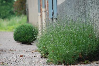 Palais / Chteau /en/au La Pacaudiere (Loire)ou appartement ou maison de vacances