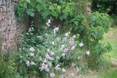 Maison de vacances /en/au La Pacaudiere (Loire)ou appartement ou maison de vacances