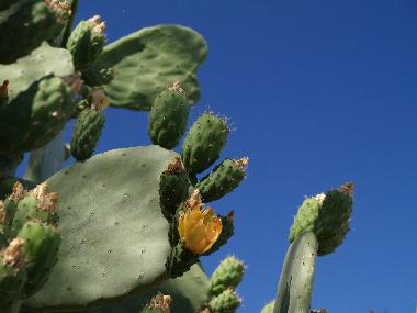 Maison de vacances /en/au SYROS (Kyklades)ou appartement ou maison de vacances