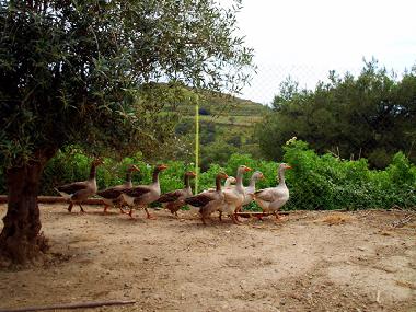 Maison de vacances /en/au SYROS (Kyklades)ou appartement ou maison de vacances