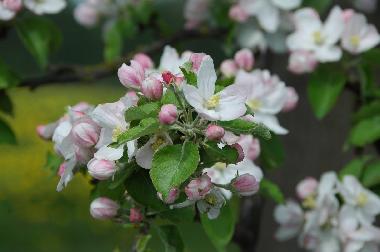 Appartement de vacances �/en/au Rheinsberg (Ostprignitz-Ruppin)ou appartement ou maison de vacances