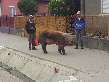Maison de vacances �/en/au sancel (Sibiu)ou appartement ou maison de vacances
