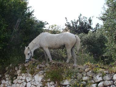 Maison de vacances �/en/au kissamos (Chania)ou appartement ou maison de vacances