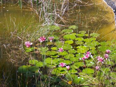 Chambre avec petit d�jeuner �/en/au CARCASSONNE (Aude)ou appartement ou maison de vacances