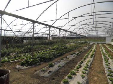 Chambre avec petit djeuner /en/au Collesalvetti - Crocino (Livorno)ou appartement ou maison de vacances