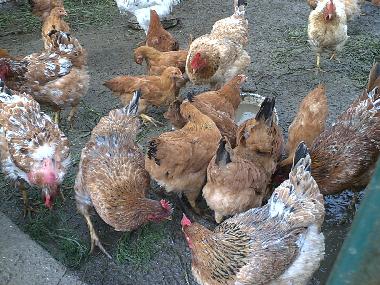 Chambre avec petit djeuner /en/au Collesalvetti - Crocino (Livorno)ou appartement ou maison de vacances