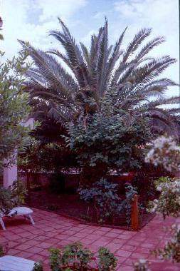 Maison de vacances /en/au Budoni (Olbia-Tempio)ou appartement ou maison de vacances