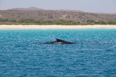 Appartement de vacances �/en/au Sal Rei (Boa Vista)ou appartement ou maison de vacances