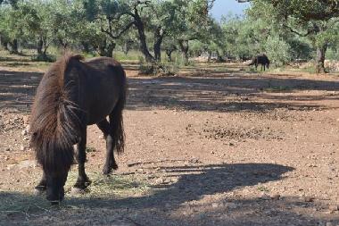 Maison de vacances /en/au camarles (Tarragona)ou appartement ou maison de vacances