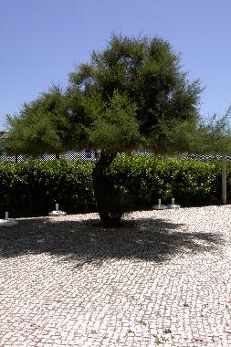 Maison de vacances /en/au Santa Cruz (Grande Lisboa)ou appartement ou maison de vacances