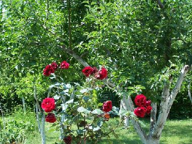 Appartement de vacances /en/au Pula (Istarska)ou appartement ou maison de vacances