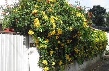 Chambre avec petit djeuner /en/au Lewella (Kandy)ou appartement ou maison de vacances