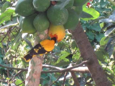 Chambre avec petit djeuner /en/au Lewella (Kandy)ou appartement ou maison de vacances