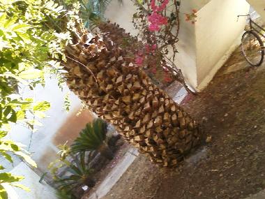 Appartement de vacances �/en/au ISPICA (Siracusa)ou appartement ou maison de vacances