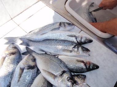 Appartement de vacances �/en/au Pula (Istarska)ou appartement ou maison de vacances