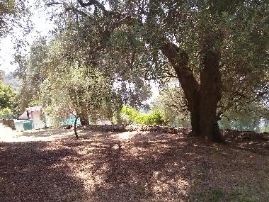 Villa /en/au Pisciotta (Salerno)ou appartement ou maison de vacances