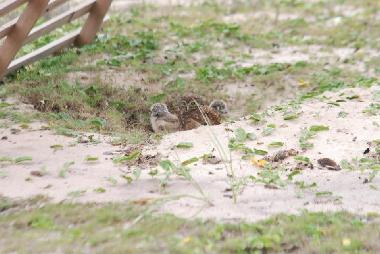 Chambre avec petit d�jeuner �/en/au Ponta Negra (Rio de Janeiro)ou appartement ou maison de vacances