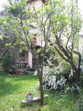 Appartement de vacances �/en/au Pozzi di Seravezza (Lucca)ou appartement ou maison de vacances