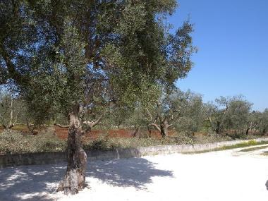 Maison de vacances �/en/au Ostuni (Brindisi)ou appartement ou maison de vacances