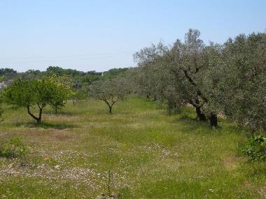 Maison de vacances �/en/au Ostuni (Brindisi)ou appartement ou maison de vacances