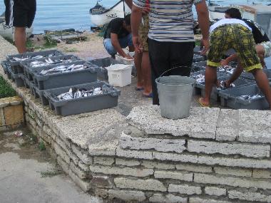 poisson frais ( chaque matin avant 8h00)