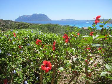 Appartement de vacances �/en/au Porto Istana (Olbia-Tempio)ou appartement ou maison de vacances