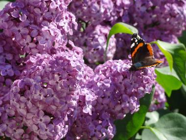 Maison de vacances /en/au Kals am Groglockner (Osttirol)ou appartement ou maison de vacances