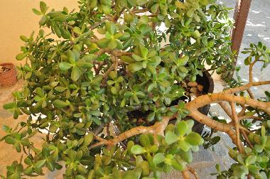 Villa /en/au Bali Rethymnon (Rethymni)ou appartement ou maison de vacances