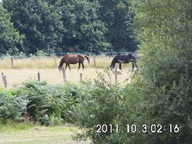 chevaux dans pr�s nouan le fuzelier