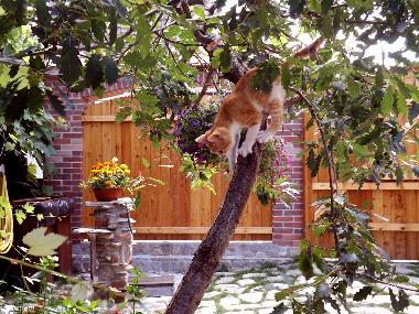 Maison de vacances �/en/au Vale (Sibiu)ou appartement ou maison de vacances