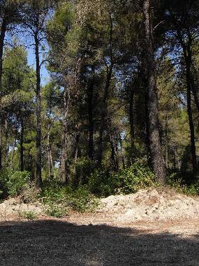 Villa /en/au SANI (Chalkidiki)ou appartement ou maison de vacances