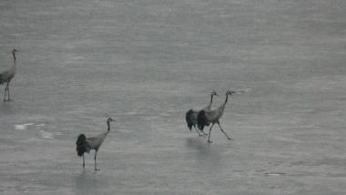 Maison de vacances �/en/au Asarum (Blekinge)ou appartement ou maison de vacances