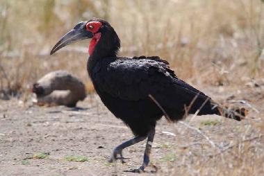 Maison de vacances �/en/au Phalaborwa (KRUGERPARK) (Northern Province)ou appartement ou maison de vacances