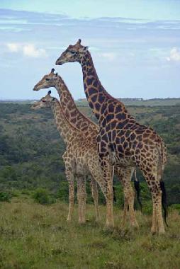 Maison de vacances �/en/au Phalaborwa (KRUGERPARK) (Northern Province)ou appartement ou maison de vacances