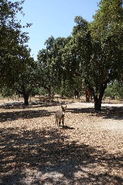 Maison de vacances /en/au Santo Estevo (Grande Lisboa)ou appartement ou maison de vacances