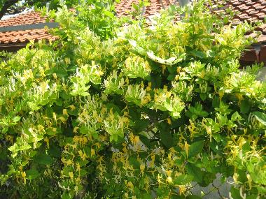 Maison de vacances �/en/au Balchik (Dobrich)ou appartement ou maison de vacances