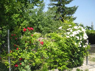 Maison de vacances �/en/au Balchik (Dobrich)ou appartement ou maison de vacances