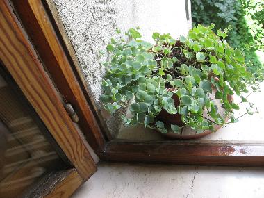 Appartement de vacances �/en/au Gubbio (Perugia)ou appartement ou maison de vacances