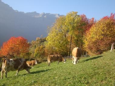 Chalet �/en/au Albinen (Albinen)ou appartement ou maison de vacances