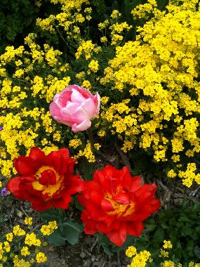 Chalet �/en/au Albinen (Albinen)ou appartement ou maison de vacances