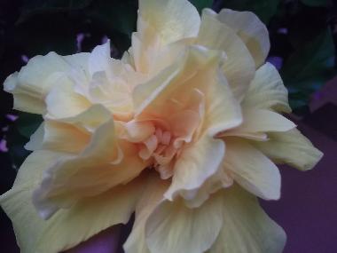 Appartement de vacances /en/au Gioiosa Marea (Messina)ou appartement ou maison de vacances