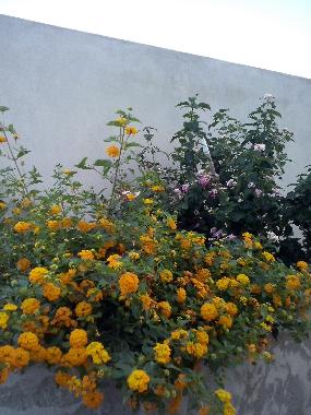 Appartement de vacances �/en/au Cagliari (Cagliari)ou appartement ou maison de vacances