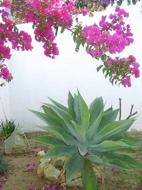 Maison de vacances �/en/au Oaxaca (Oaxaca)ou appartement ou maison de vacances