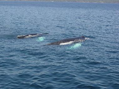 les baleines a las galeras 