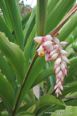 fleur de notre jardin