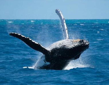 Appartement de vacances �/en/au SAL REI (Boa Vista)ou appartement ou maison de vacances