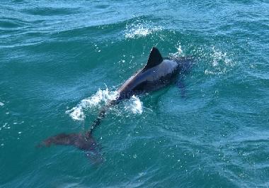 Appartement de vacances �/en/au SAL REI (Boa Vista)ou appartement ou maison de vacances