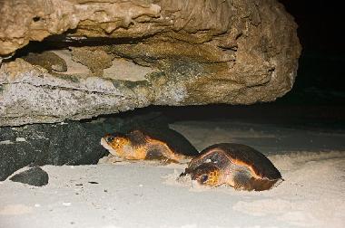 Appartement de vacances �/en/au SAL REI (Boa Vista)ou appartement ou maison de vacances