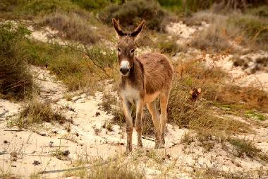 Appartement de vacances �/en/au SAL REI (Boa Vista)ou appartement ou maison de vacances